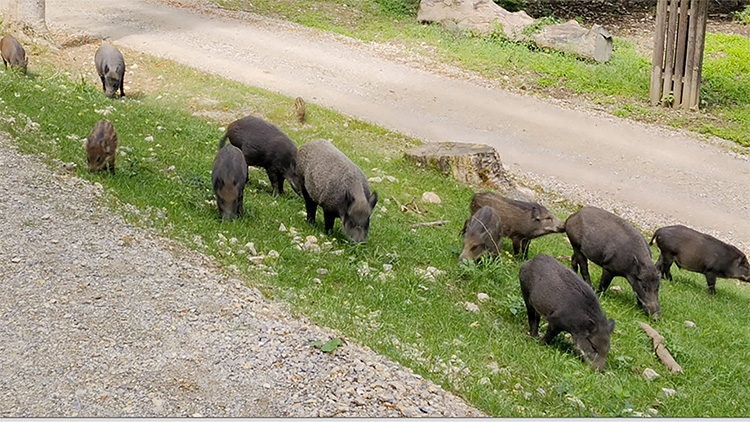Wildschweinrotte Naturpark Sparbach
